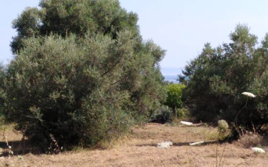 Αγροτεμάχιο στη Χανιώτη 5120m2